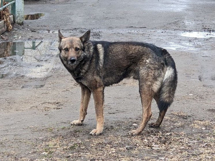 В Хабаровском крае бездомная собака напала на девочку