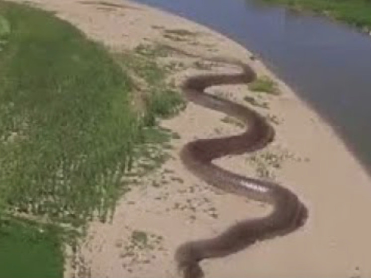 В тропических лесах Амазонки обнаружен новый вид гигантских змей: весят до 500 кг