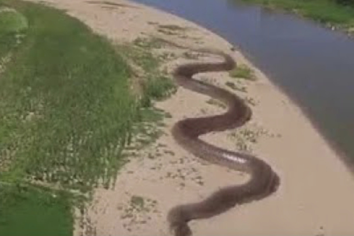 A new species of giant snake has been discovered in the Amazon rainforest: it weighs up to 500 kg.