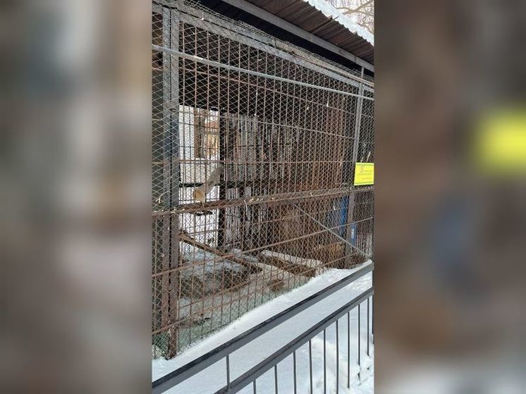 Пензенцы жалуются на условия содержания рыси в местном зоопарке