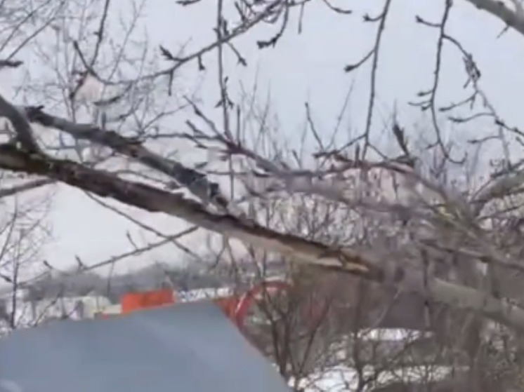 В Лобне на деревьях распустились почки