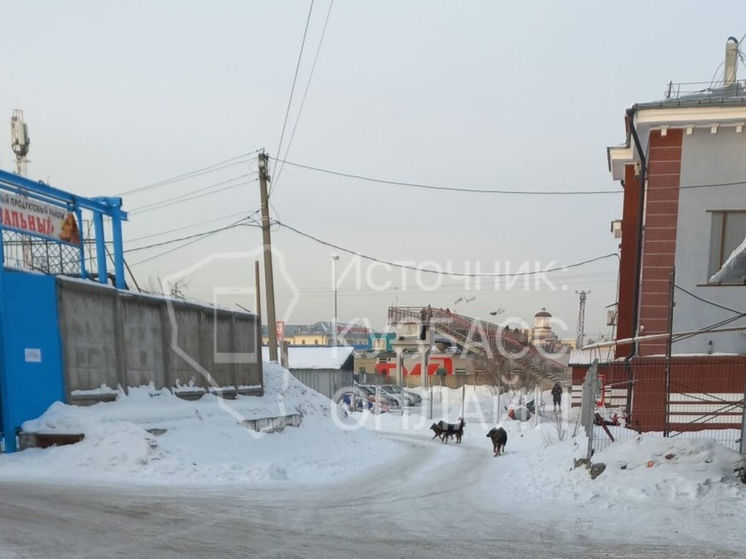 Огромная стая собак появилась у школы в Новокузнецке