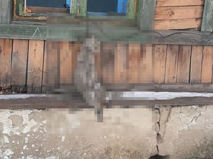 Зооволонтеры Забайкалья хотят обратиться в полицию из-за жестокого убийства кота