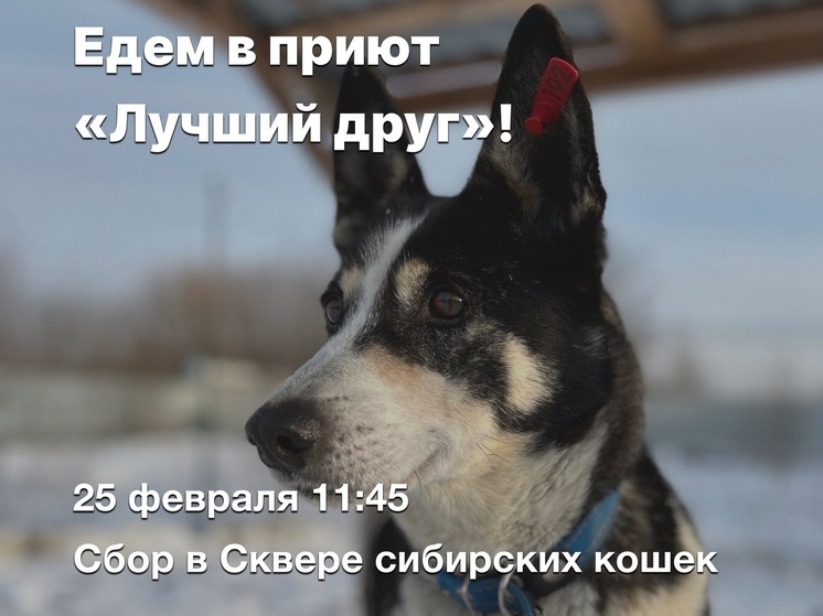 Тюменцев приглашают посетить приют "Лучший друг" и помочь хвостатым