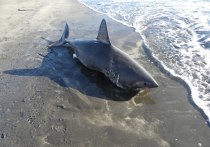 У берегов одного из Курильских островов обнаружили двухметровую акулу, сообщает Телеграм-канал РЕН ТВ