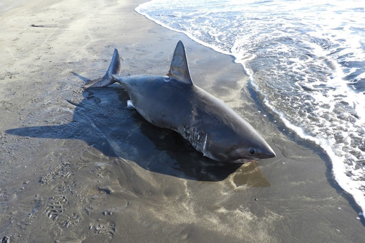 A two-meter shark giving birth was discovered off the coast of the Russian region
