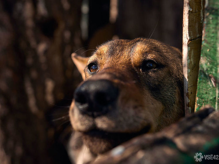 Кузбасский город оказался усыпан трупами собак