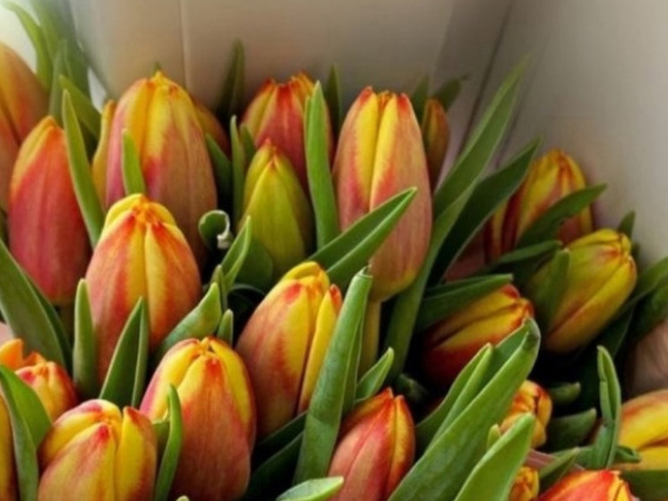 К 8 Марта для липчан вырастили более 35 тысяч тюльпанов