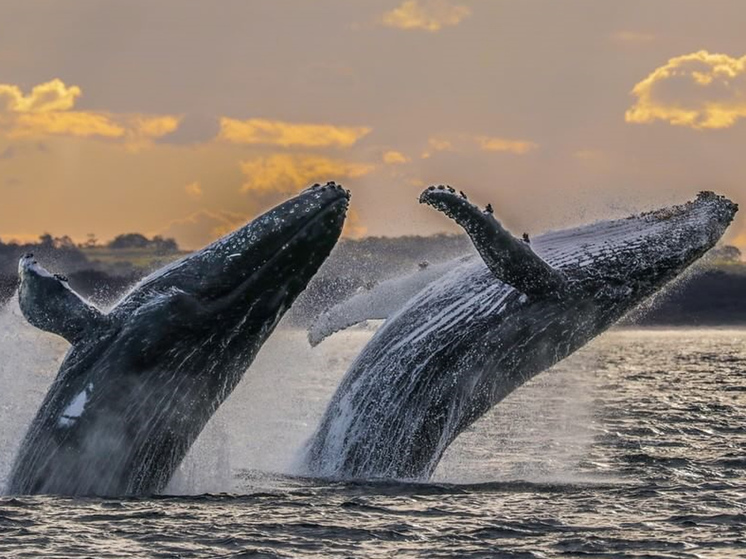Раскрыта тайна пения китов: как мелодии морских млекопитающих разносятся по океану