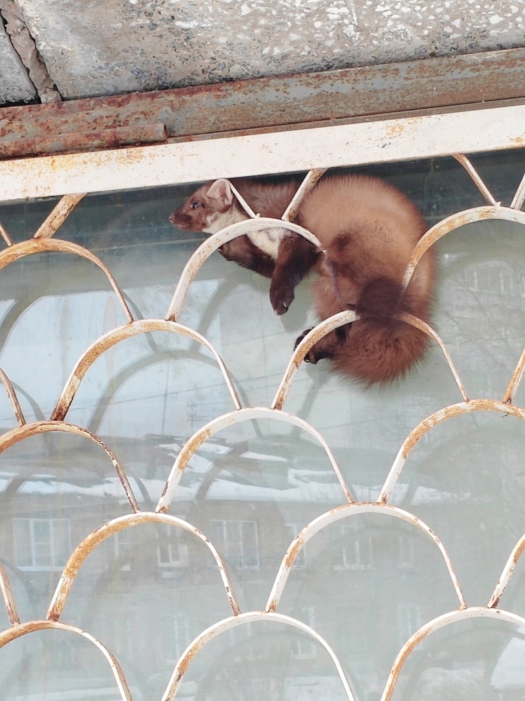 История куницы, застрявшей в решетке в Петрозаводске, взволновала соцсети
