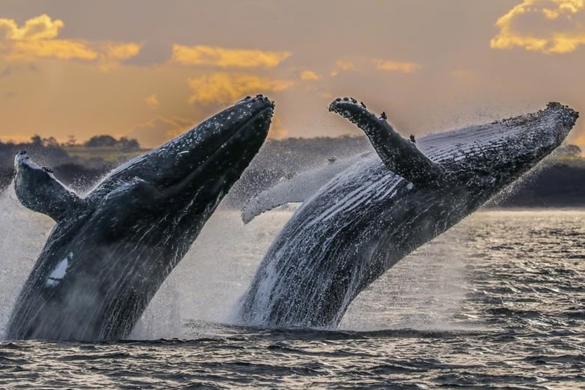 The mystery of whale singing has been revealed: how the melodies of marine mammals spread across the ocean