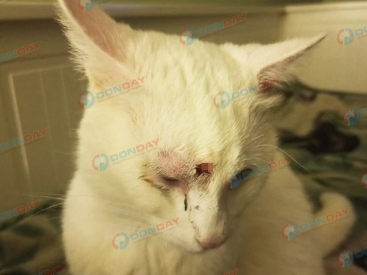 В городе Батайске живодер расстрелял кота из пневматического оружия