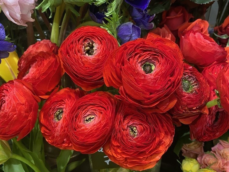 Цикламен, лилии, розы: петербуржцам назвали цветы, убирающие негатив из дома