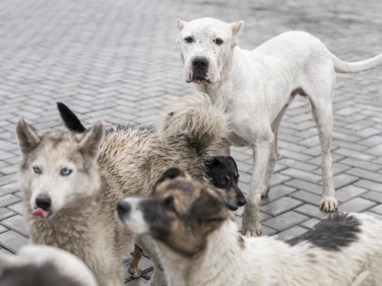 В Воронеже 5 бродячих собак покусали идущего на работу мужчину