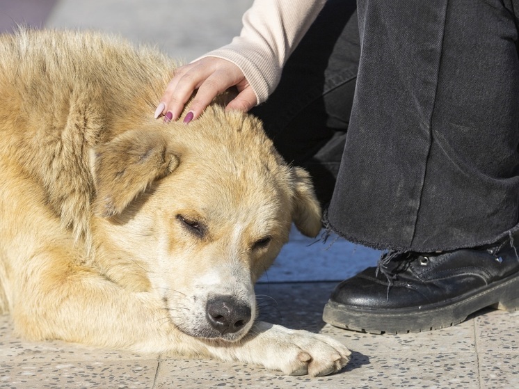 Власти Воронежа намерены побеседовать с «кормильцами» бездомных псов после нападения на мужчину