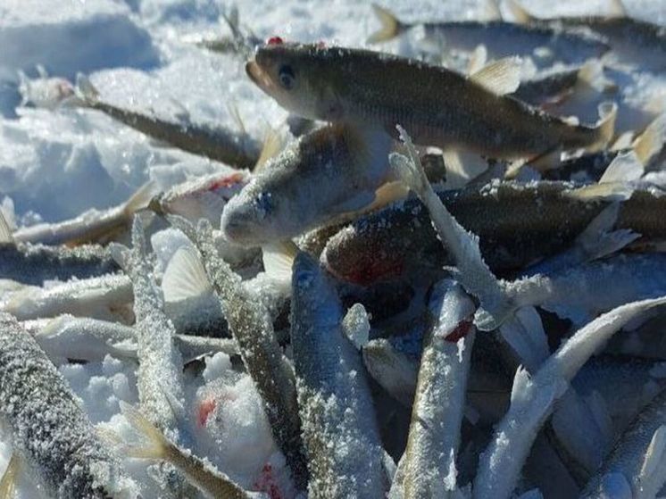 Почти 60 тонн рыбы смогут выловить предприятия Чукотки в этом году