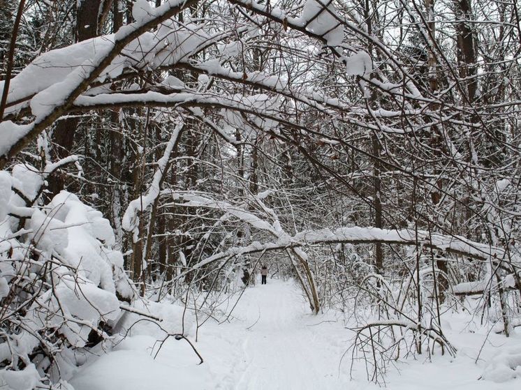 Синоптик рассказал, где в Подмосковье прошел ледяной дождь