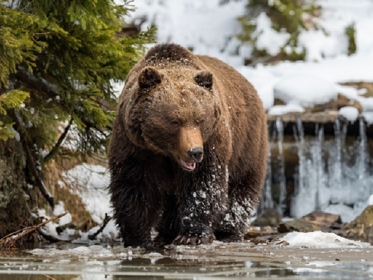 В Кирове начали принимать заявления на добычу медведей
