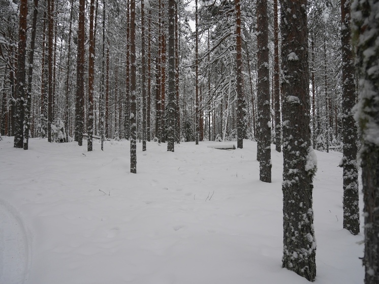 Межведомственная комиссия проверит договоры аренды лесных участков на Вологодчине