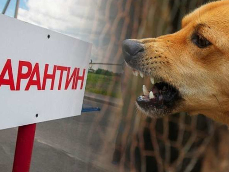 В Угличском районе введен карантин по бешенству животных