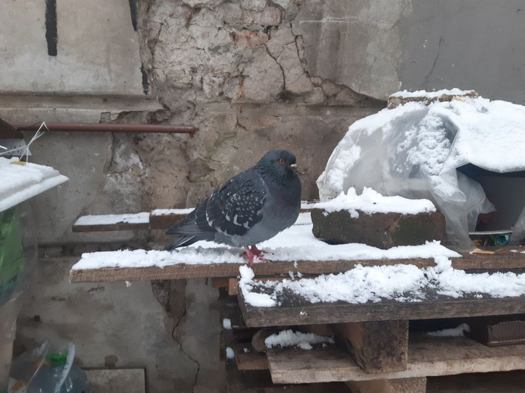 Орнитологи Кольского Севера разъяснили, чем полезны голуби в городе