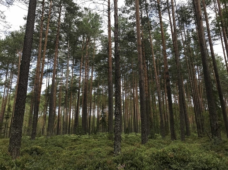 Компания заплатит больше 6,5 миллиона рублей за нелегальную рубку леса в Тверской области