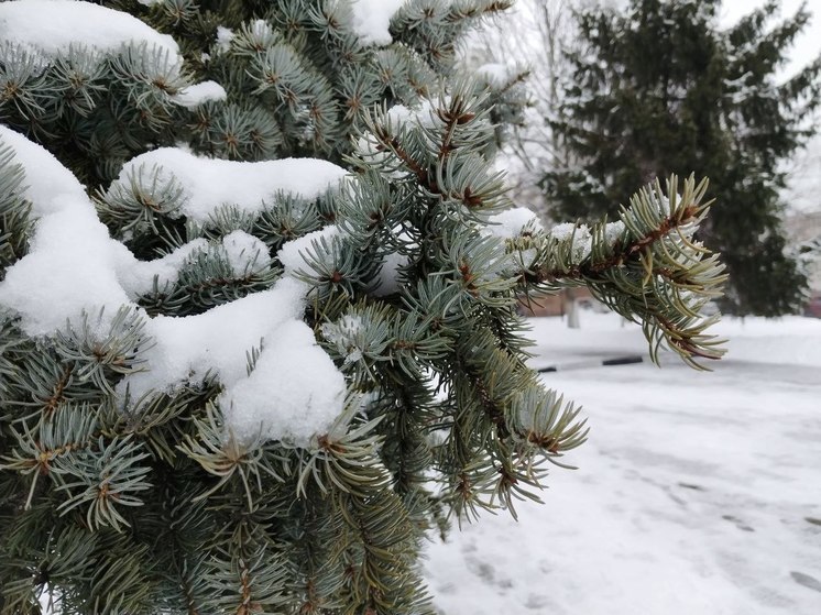 Ночью во вторник в Белгородской области ожидается похолодание до -8˚