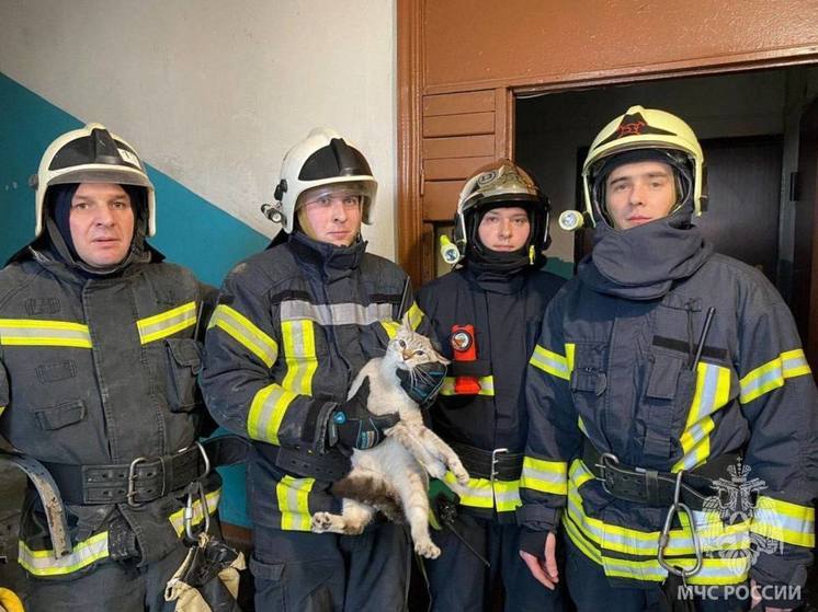Калининградские сотрудники МЧС спасли кота из вентиляционной шахты