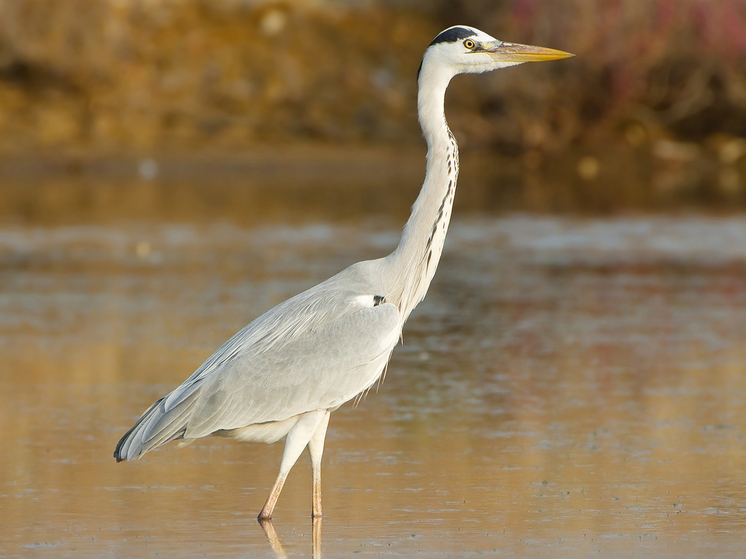 Серая цапля попала в объективы камеры