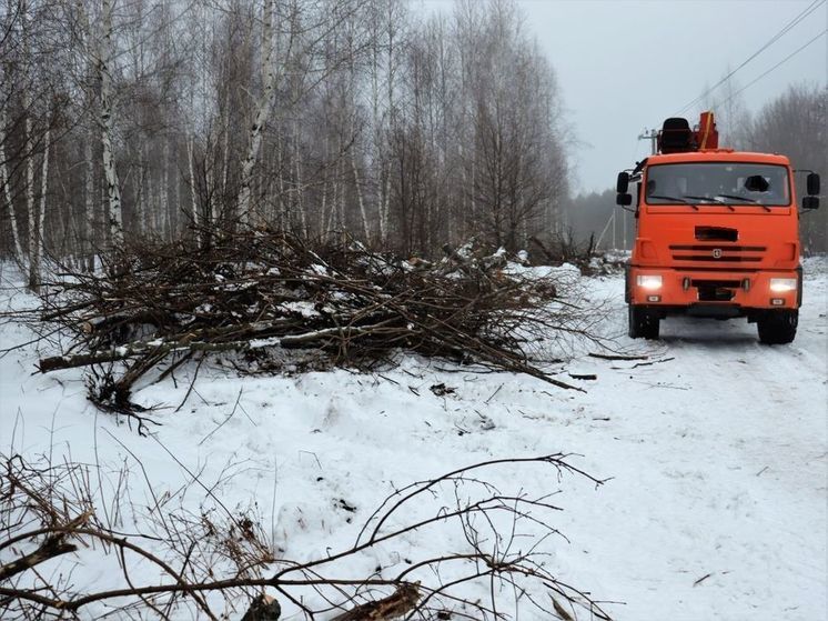 В Пензенской области компанию накажут за уничтожение дубов и ясеней