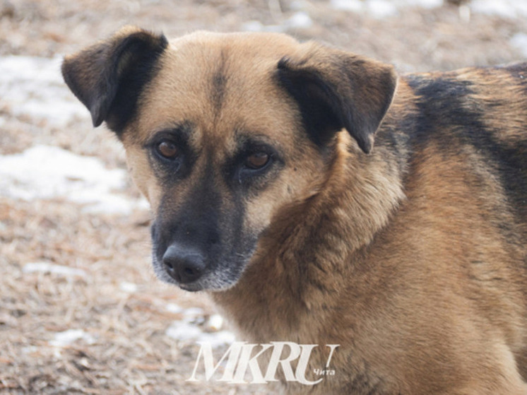 Жителя Читы будут судить за садистское убийство собаки в общежитии на КСК