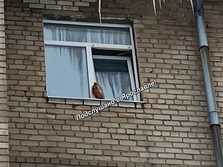 В Ярославле кот погиб от хозяйского равнодушия