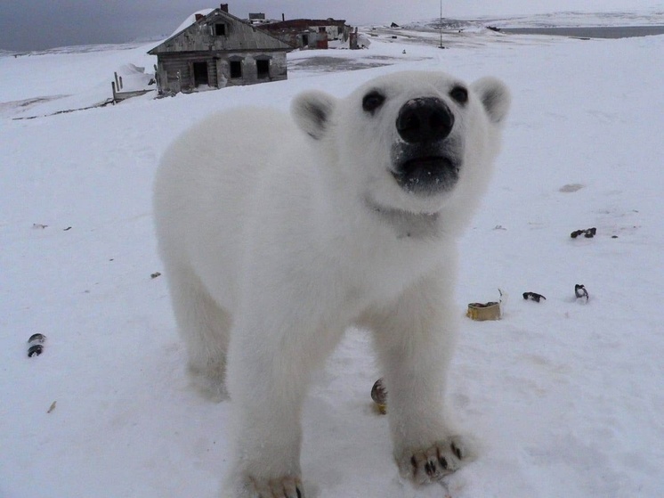 Белые медведи зачастили на полярные станции Севгидромета