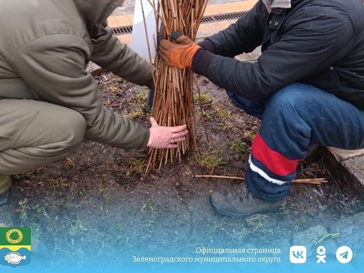В Зеленоградске пришлось повесить на деревья когтеточки из камыша