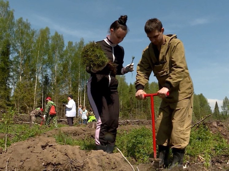 Зашумят ли в Костромском крае дубравы