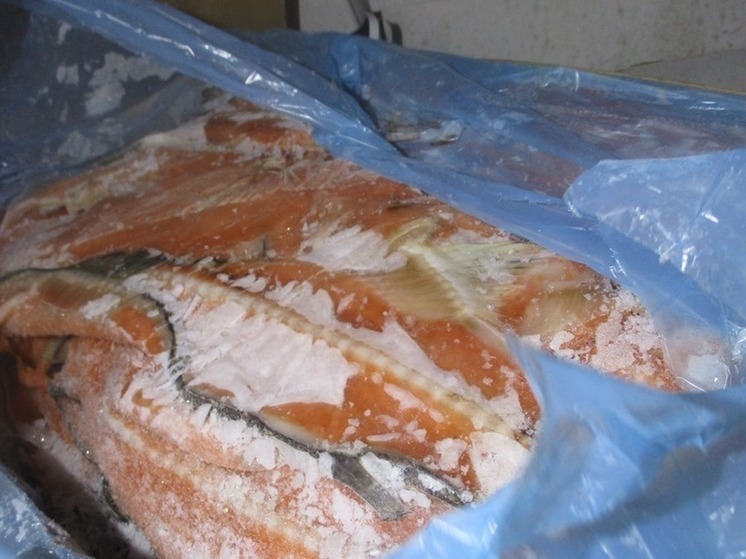 Ввоз 3 тонн лососевых хребтов без холодильника запретили в Псковской области
