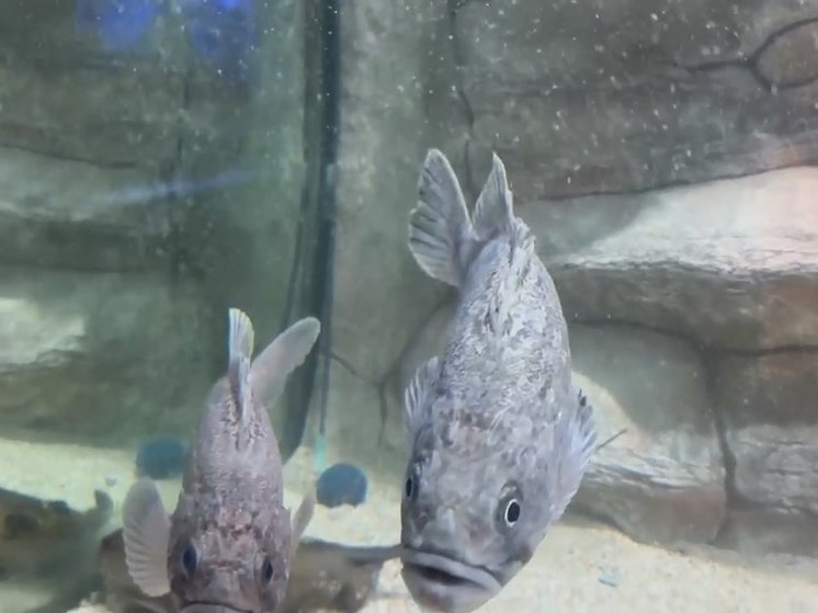 Топ-3 новости Крыма: премия за поимку хищной рыбы вызвала ажиотаж