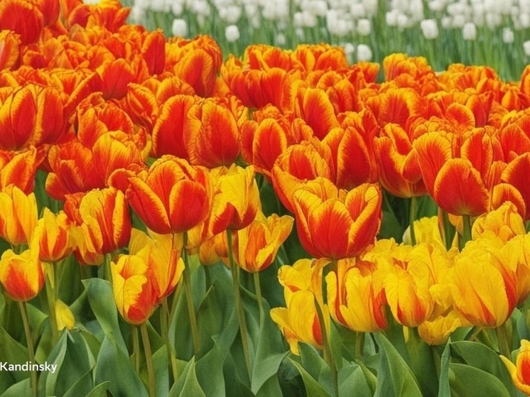 Узнали, сколько будут стоить тюльпаны к 8 марта в Петрозаводске