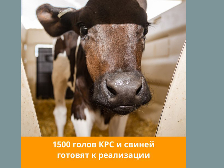 Племенных животных могут приобрести животноводы Тюменской области