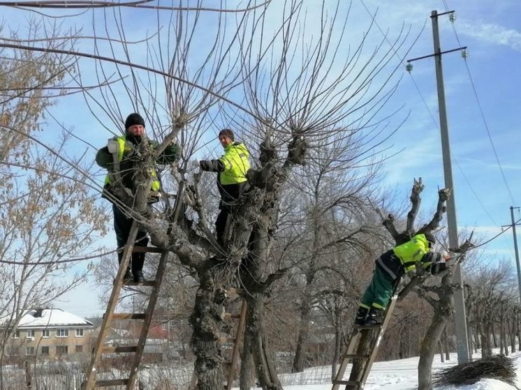 На улицах Пензы начали кронировать деревья