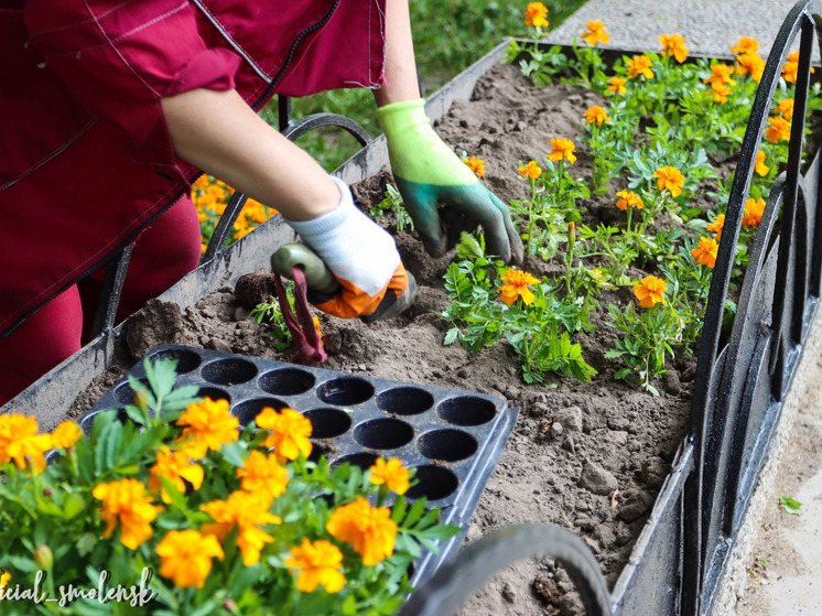 Смоленский «Зеленстрой» уже готовит яркий наряд для городских цветников и клумб