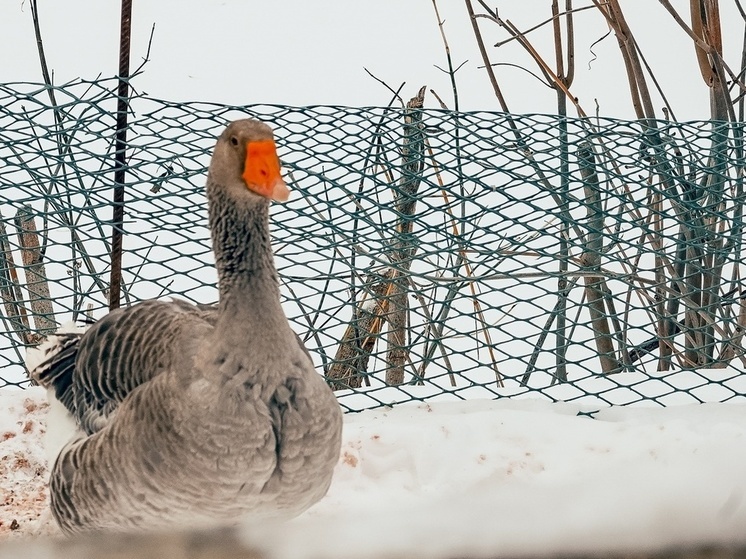 В Тульской области сезон весенней охоты на птиц начнется 26 марта