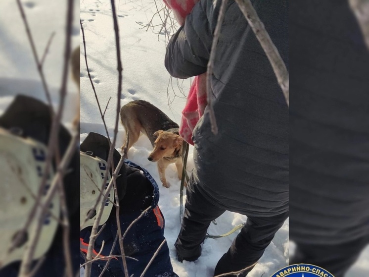 В Новосибирске спасли щенка, упавшего в погреб