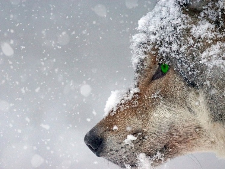 В Бурятии волк насмерть загрыз сидящую на цепи собаку