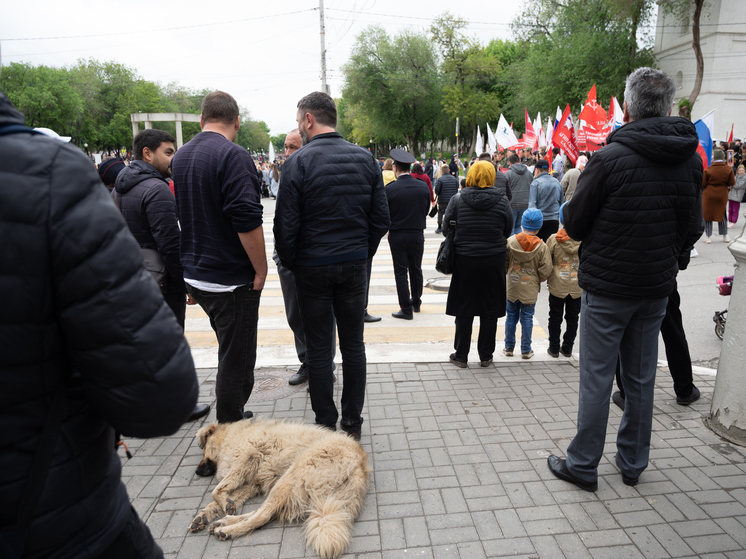 В Астрахани дали старт новой схеме с эвтаназией бездомных животных: что это значит