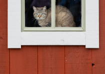 Кошки были самыми любимыми питомцами скандинавов в старину
