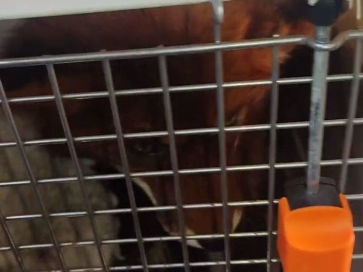 Рыжую беглянку сегодня искали в Подмосковье