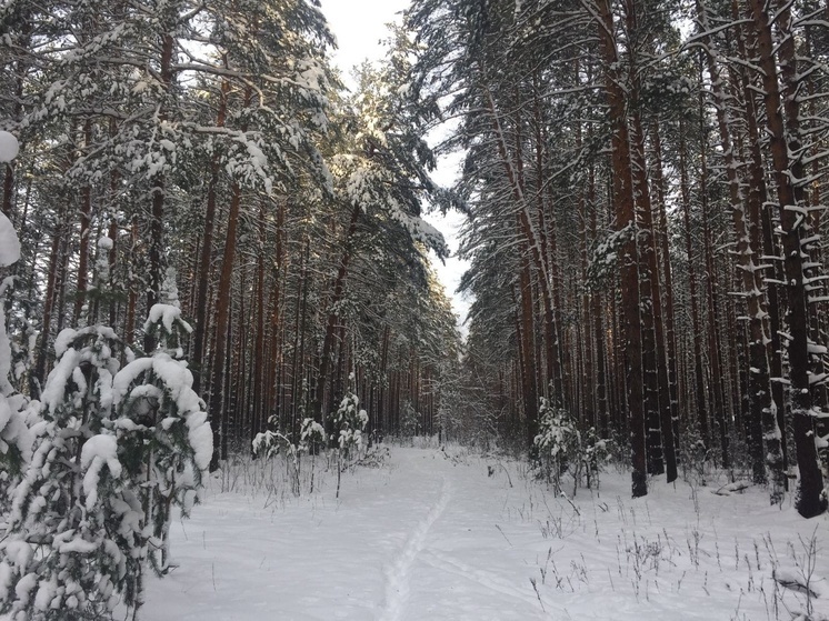 29 февраля в Рязанской области ожидается до +2 градусов