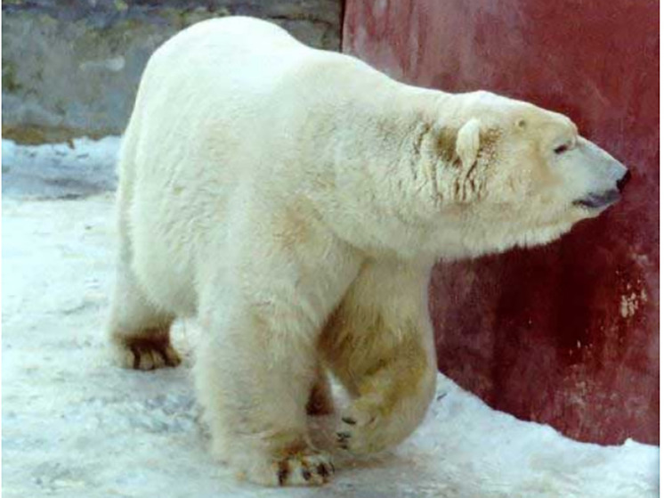 В Пермском зоопарке отметили Международный день полярного медведя