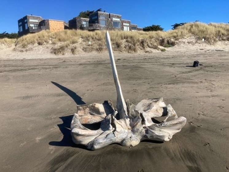 На пляже в США нашли череп гигантского морского существа